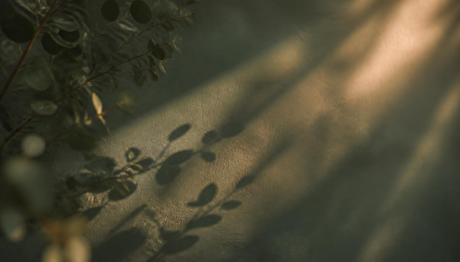 Sunlight moving through eucalyptus leaves